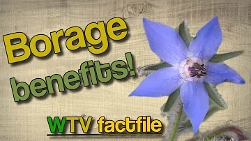 How much borage is safe?