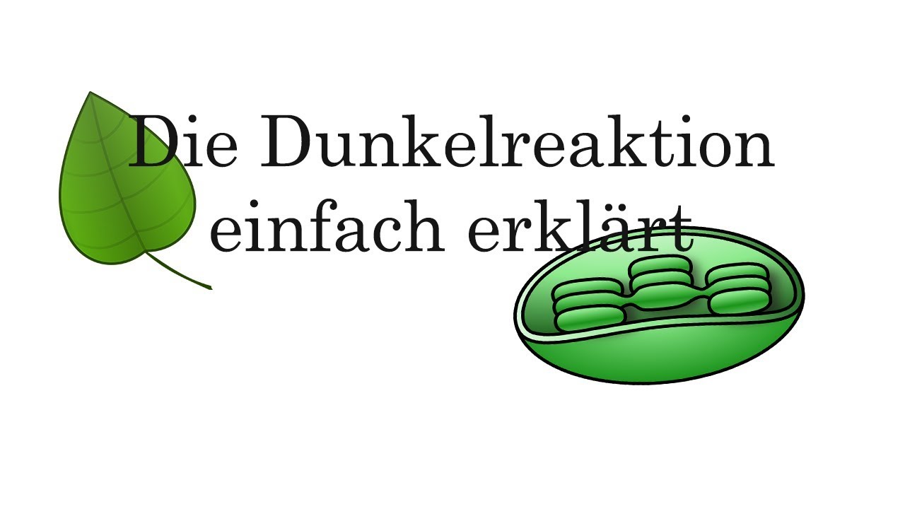 Dunkelreaktionen der Fotosynthese schnell erklärt