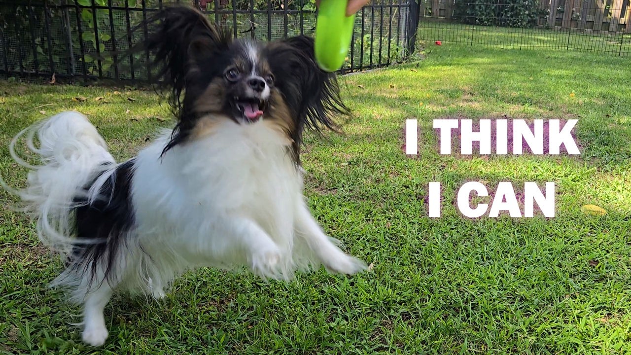 Callie the little Papillon dog that could