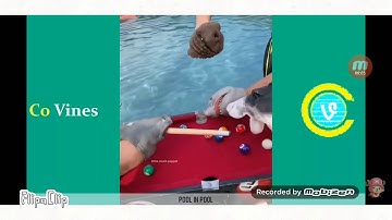 Shark puppet fight cloud