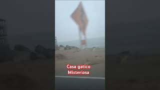 Pasamos por gatico que miedo!!! #viral #shortsviral #shortsvideo #chile #antofagasta #yt #gatico