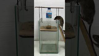 Best Homemade Mouse Trap Ideas // Mouse Trap 2#Rat #Rattrap #Mousetrap #Shorts