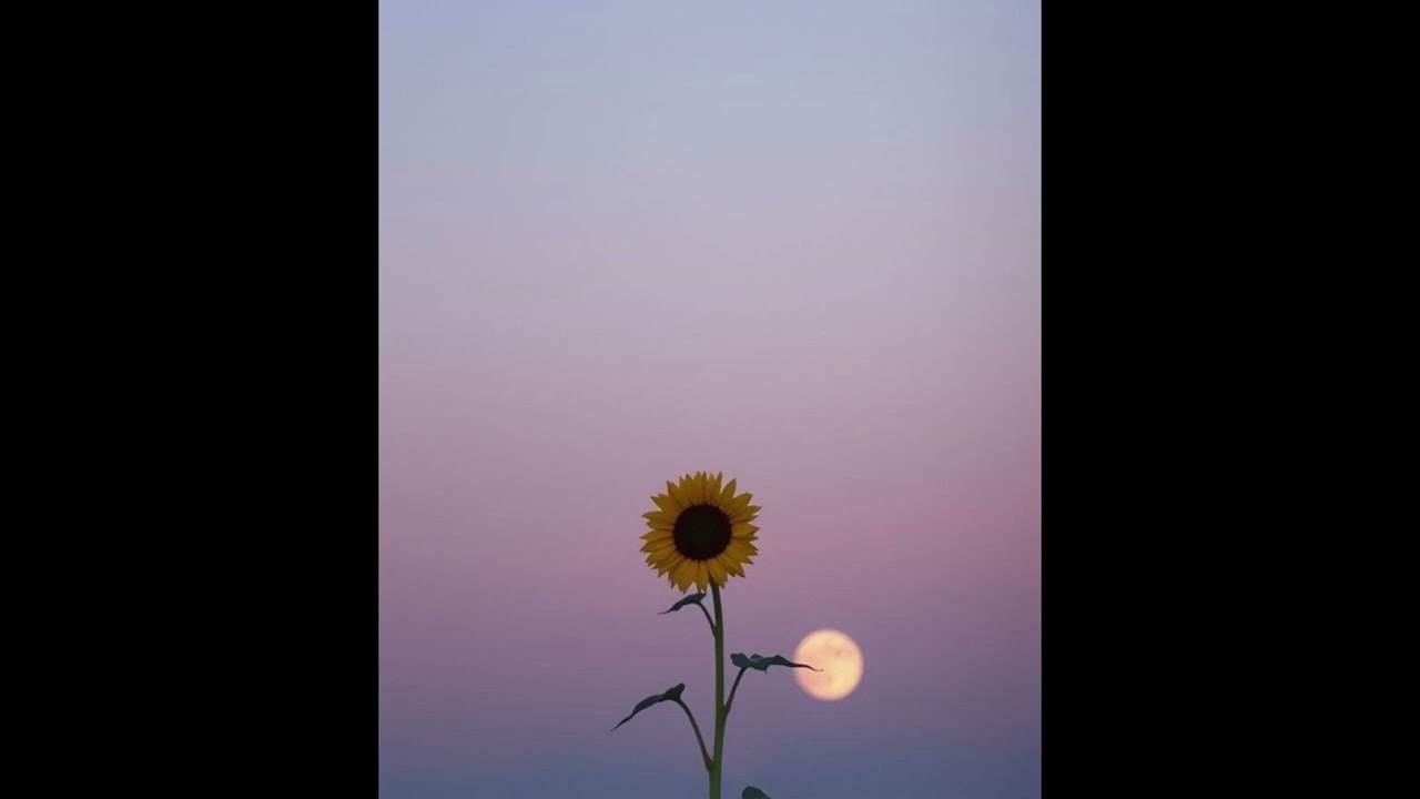 [ FREE FOR PROFIT ] -  JANI X AUR X UKULELE TYPE BEAT - ''EVENING ''