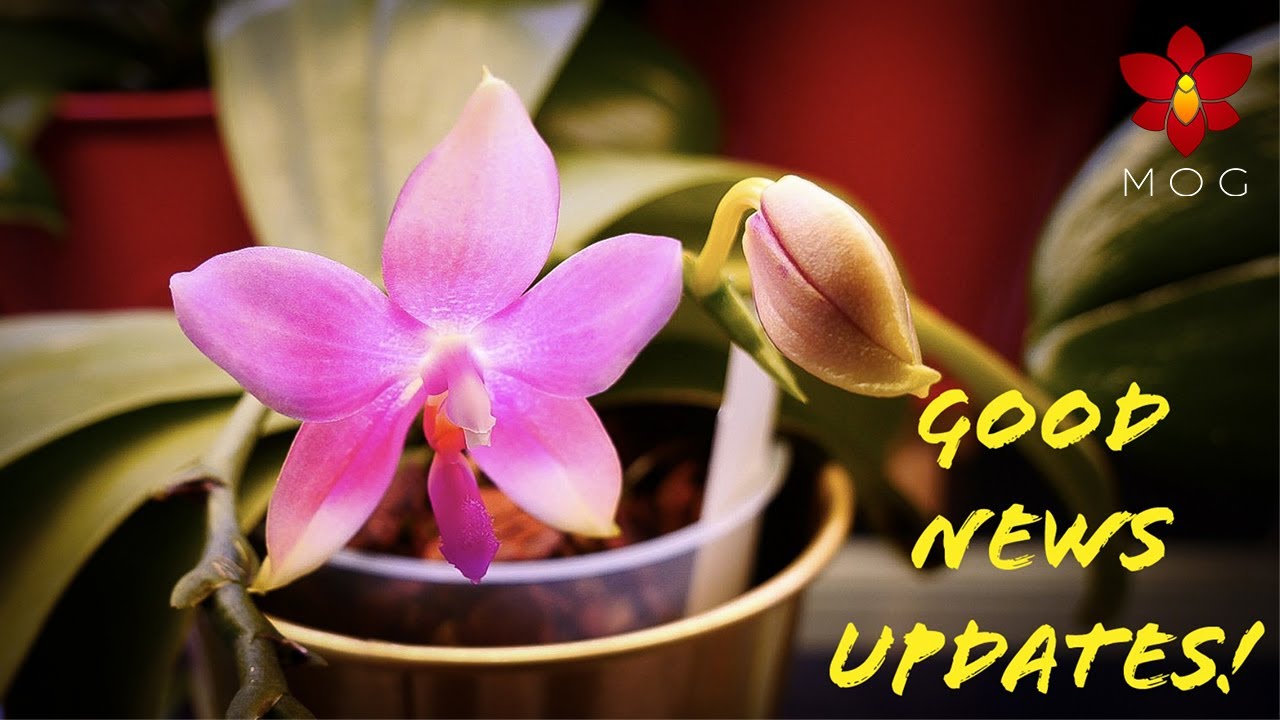 Orchid Updates that boost confidence! #2 - Special Phalaenopsis ...