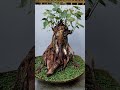 @meditation with ganesh ji bonsai #peepalbonsai #reels #ganapathy #livingganesha
