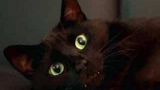 Famous Dramatic Cats Wealth