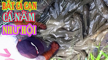 CÁ NẰM XẾP LỚP NHƯ HỘI , KHÔNG NGỜ VŨNG NHỎ MÀ CÁ NHIỀU NHƯ VẬY. cảnh miền tây 84.