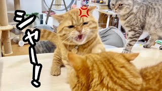 茶々パパがぽちゃくんにシャーしたところを目撃したポッポママが！！ #猫 #マンチカン by ねこもふファミリー 5,155 views 8 hours ago 4 minutes, 31 seconds