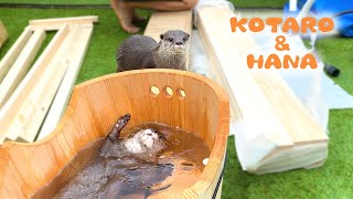 カワウソコタローとハナ DIYしてる父ちゃんの横でバトル勃発　Otter Kotaro&Hana Fighting While Daddy's DIY-ing
