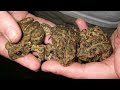Saving Animals in the Wild: Houston Toads