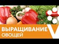 ВЫРАЩИВАНИЕ ОВОЩНЫХ КУЛЬТУР: ОТ А ДО Я! Борьба с вредителями и секреты выращивания овощей!!