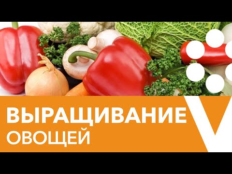 Видео: Выращивание специальных культур - информация о специальных травах и овощах