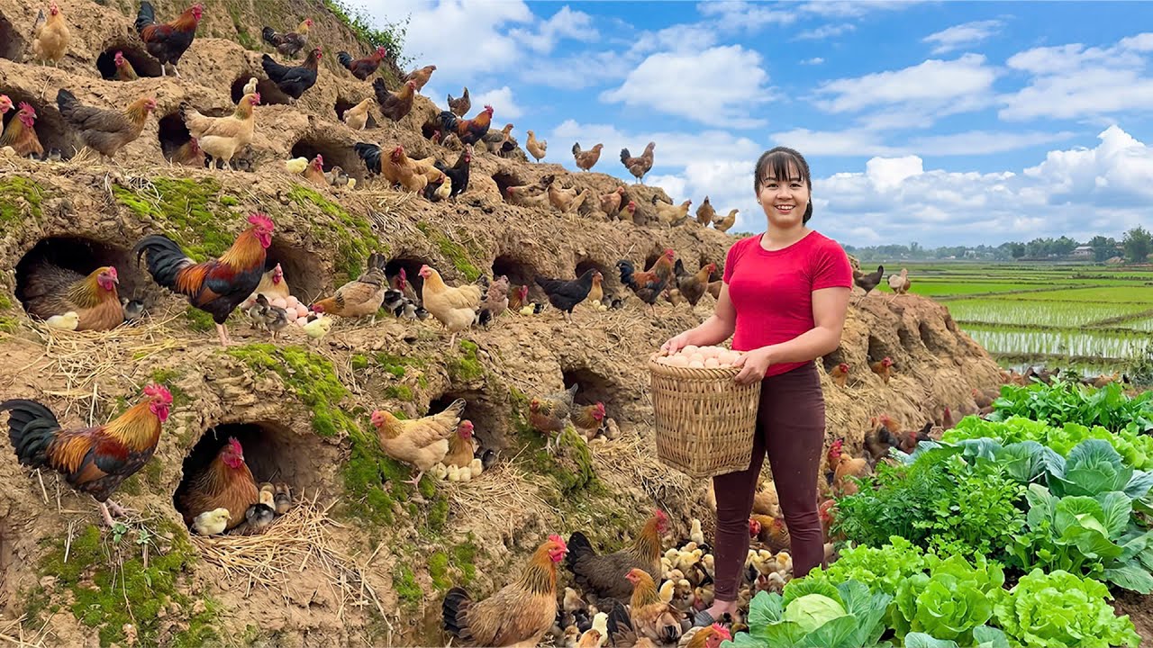 Farm Life Today: Many Chicks Hatched & Lemons Bought from Farmers to Sell