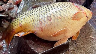 Amazing Cutting Skills | Big Carp Fish Cleaning & Cutting By Expert Fish Cutter