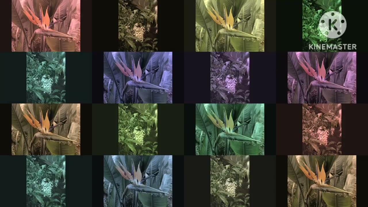 Воскресная школа виноградная лоза в лимонарии