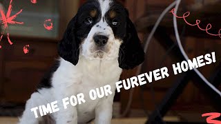 8 Week English Springer Spaniel Puppies Headed Home & Breeder Tips