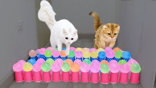 Cats vs Balloons and Cups Challenge 😅 by MiMo Cats 11,120 views 9 months ago 3 minutes, 12 seconds