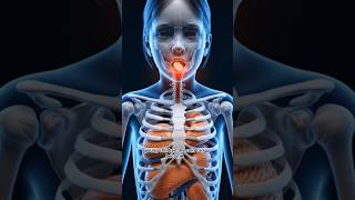 What Happens When a Coin Gets Stuck in Your Throat? #shorts #humanbody