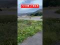 【再会】走れないミント君がパパの元へ#shorts #goldenretriever #癒し #puppy #愛犬 #shortvideo #ゴールデンリトリバー