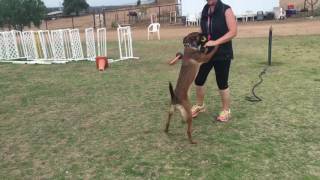 Spins and Downs | Dog Training by IQ K9 Training 86 views 7 years ago 32 seconds