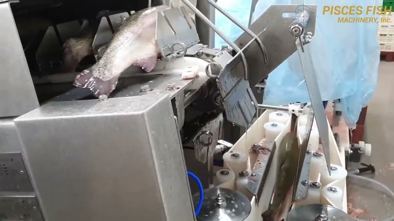 AHF-225 Trout Filleting Line: High-Yield Headcutting and Filleting Solutions
