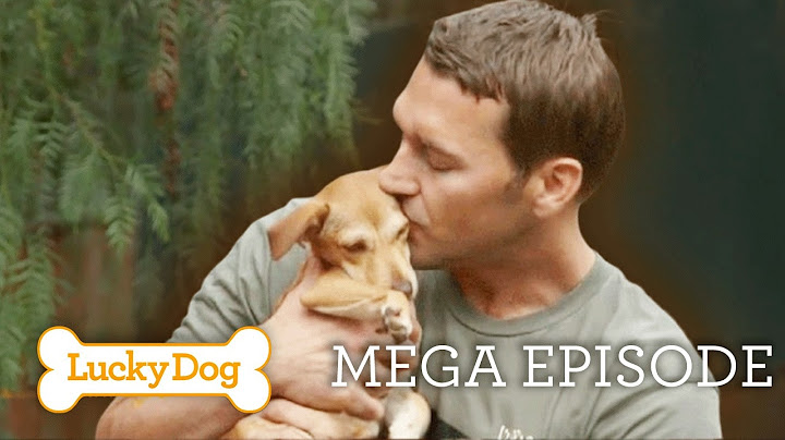 Tiny But Mighty: Small Dog Rescues That Will Melt Your Heart | Lucky Dog Episode Marathon