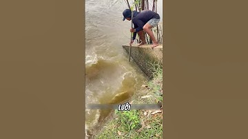 Suýt Bị Lưới Cá Kéo Xuống Nước, Nhưng Niềm Vui Đánh Bắt Vẫn Trọn Vẹn #shorts