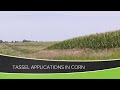 Tassel Applications in Corn (From Ag PhD #1159 - Air Date 6-21-20)