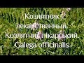 Козлятник лекарственный. Козлятник лікарський. Galega officinalis