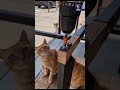 🐱 Cats Were Sleeping on Hot Concrete... So We Built Them a Cool Resting Spot ❤️☀️