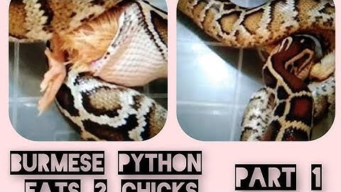 BURMESE PYTHON eats 2 chicks(Part 1)