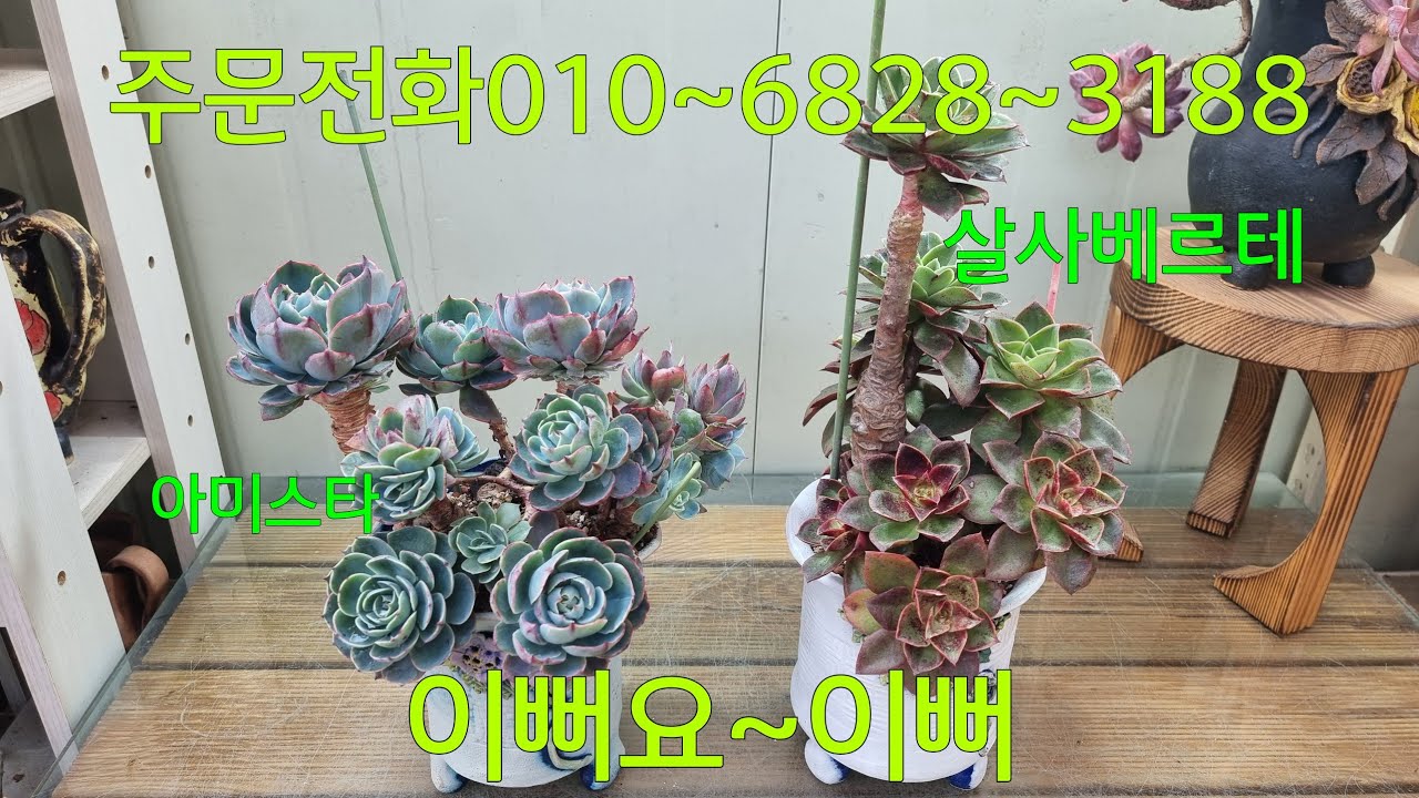 (26.2.19.목)💞판매완료💞명절 연휴 잘 보내셧나요~😆😁