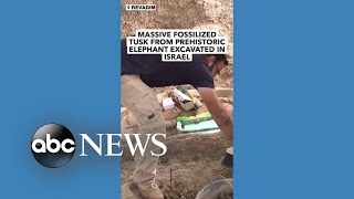 Archaeologists excavate massive tusk fossil belonging to ancient elephant