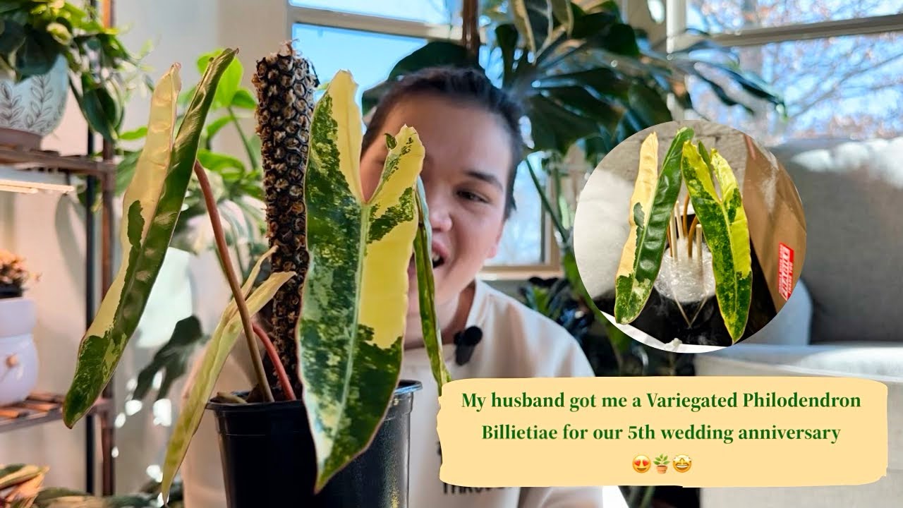 MY DREAM PLANT! Variegated Philodendron Billietiae!  thank you HUBBY!  repot | DIY moss pole