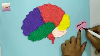 Human Brain Model Using Clay | Science Project | how to make a brain model | DIY