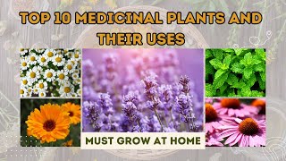 Top 10 Medicinal Plant And Their Uses