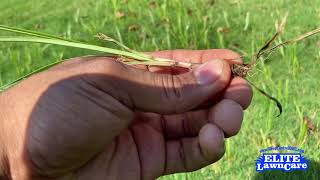 What is Nutsedge?