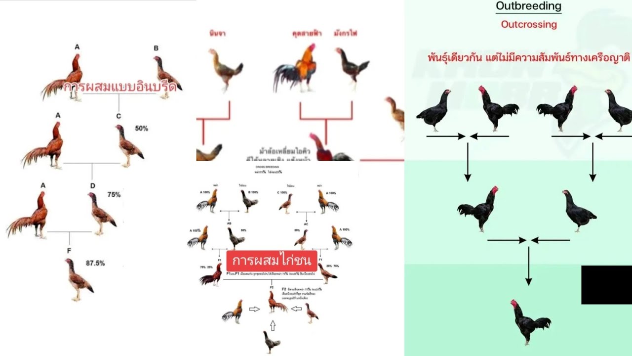 Hint ırkı özel eşleşme / Hint ırkı için melezleştirme soy içi ve soy dışı eşleşme tabloları