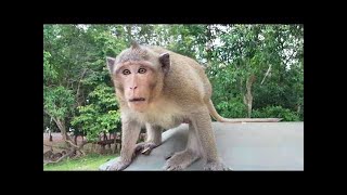 The Ultimate Funny Monkey Compilation || Monkey Fails by FailArmy