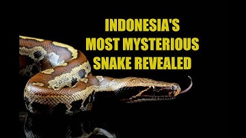 Get to Know the Blood Python