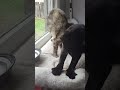 Making Biscuits