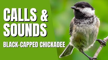 Black-Capped Chickadee Calls, Song and Sounds - Fee-bee Call, dee-dee Call, Seet call, Gargle call