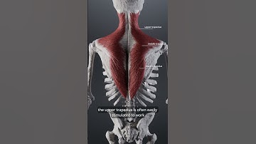 Is your upper trap overactive? #anatomy  #trapezius  #biomechanics  #medical #physiotherapy