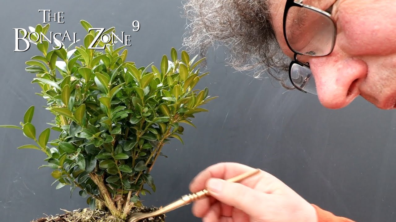 Starting a Boxwood Bonsai, The Bonsai Zone, Feb 2022