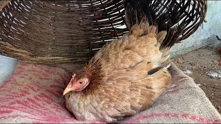 The right way for a hen to sit an eggs || How to make a hen sit on egg ||