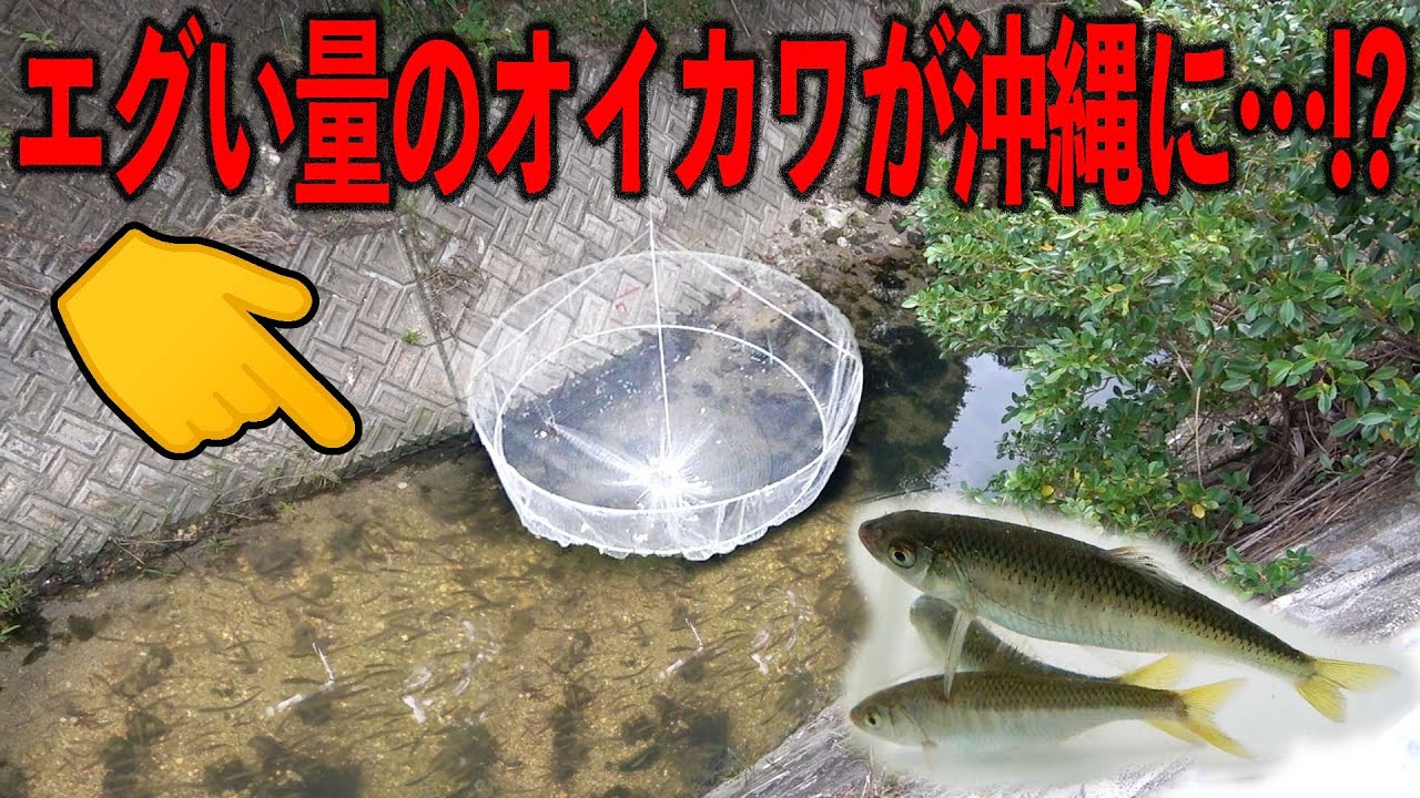 無限にオイカワがいる用水路！改良版巨大網で大量に捕獲せよ！　後編