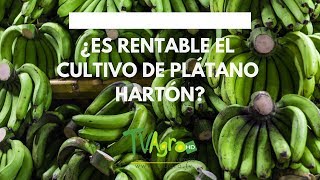 ¿Es RENTABLE el cultivo de PLÁTANO HARTÓN?  TvAgro por Juan Gonzalo Angel