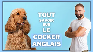 Quel est le prix d'un chien cocker ?