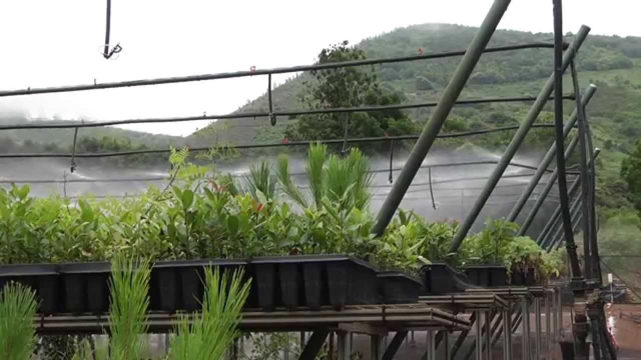 Repoblación Laurisilva. Canaria2.0. 17-01-2015