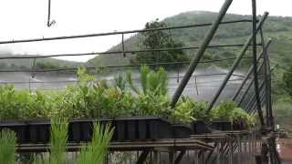 Repoblación Laurisilva. Canaria2.0. 17-01-2015